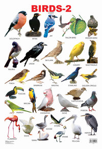 Thumbnail for Dreamland Publications Educational Chart for Kids - Birds-2 - Distacart