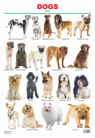 Dreamland Publications Dogs : Children Reference Educational Laminated Chart - Distacart