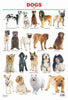 Dreamland Publications Dogs : Children Reference Educational Laminated Chart - Distacart