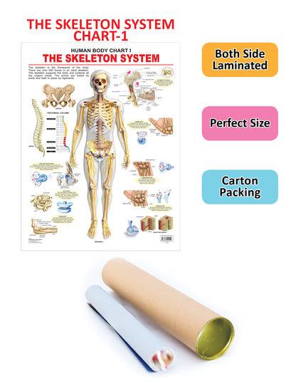 Dreamland Publications Educational Chart for Kids - The Skeletal System - Distacart