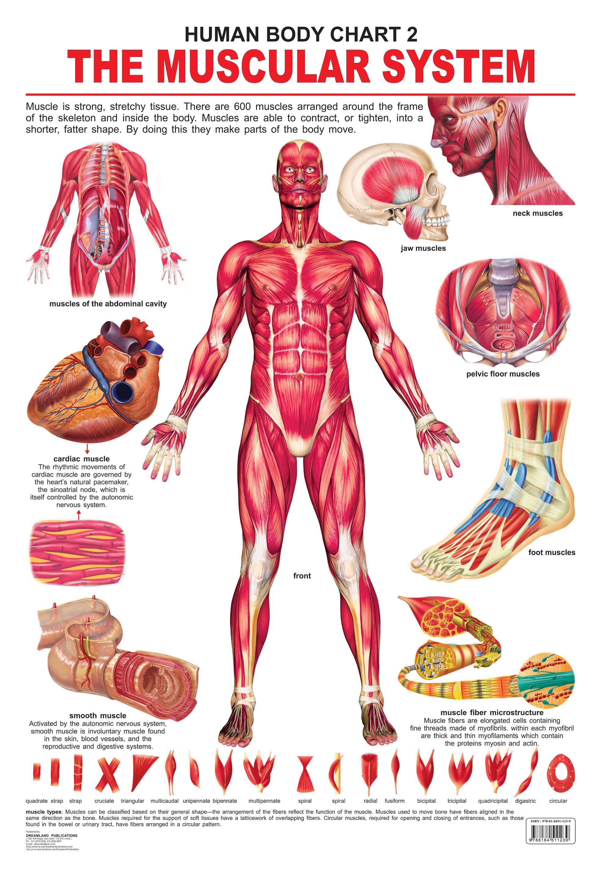 Dreamland Publications Educational Chart for Kids - The Muscular System - Distacart