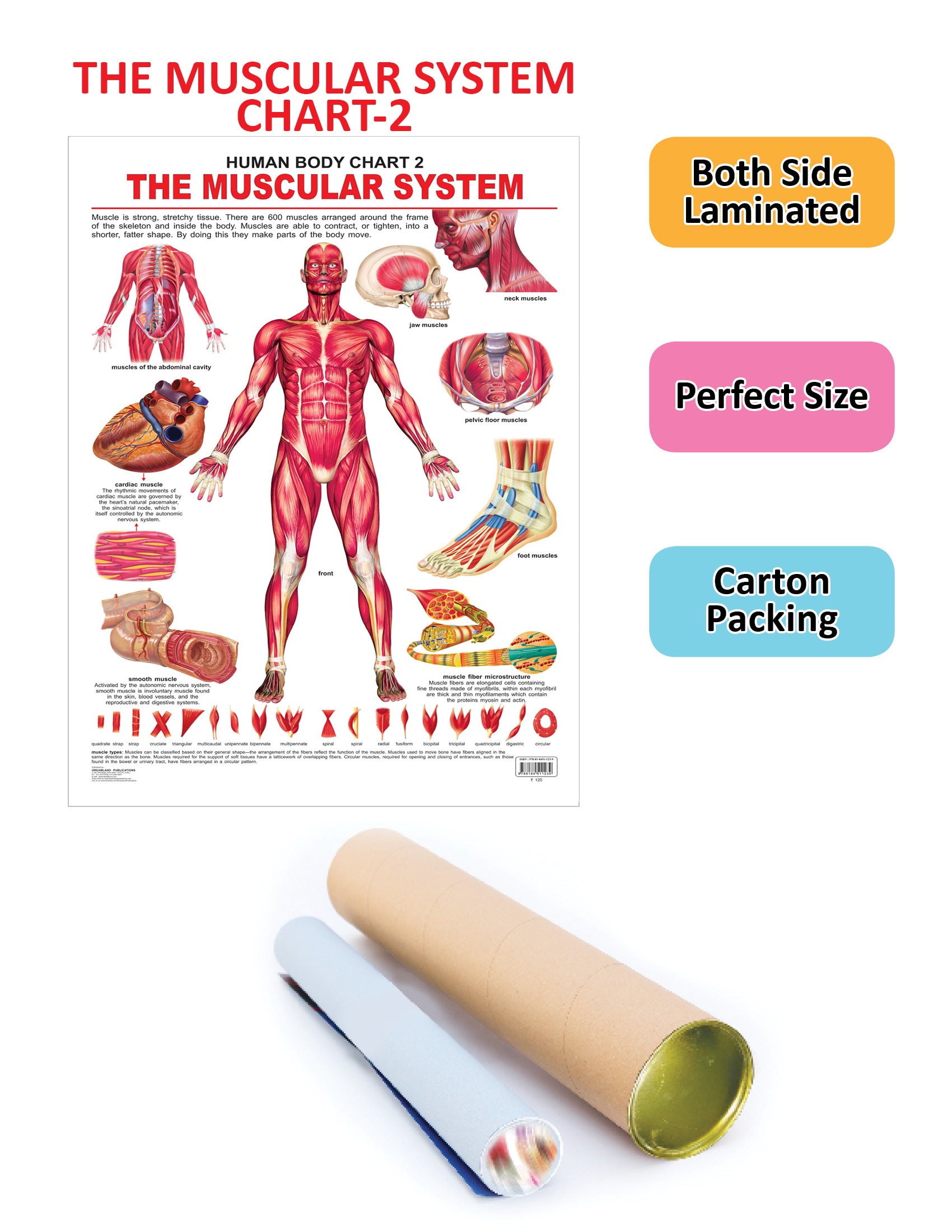 Dreamland Publications Educational Chart for Kids - The Muscular System - Distacart