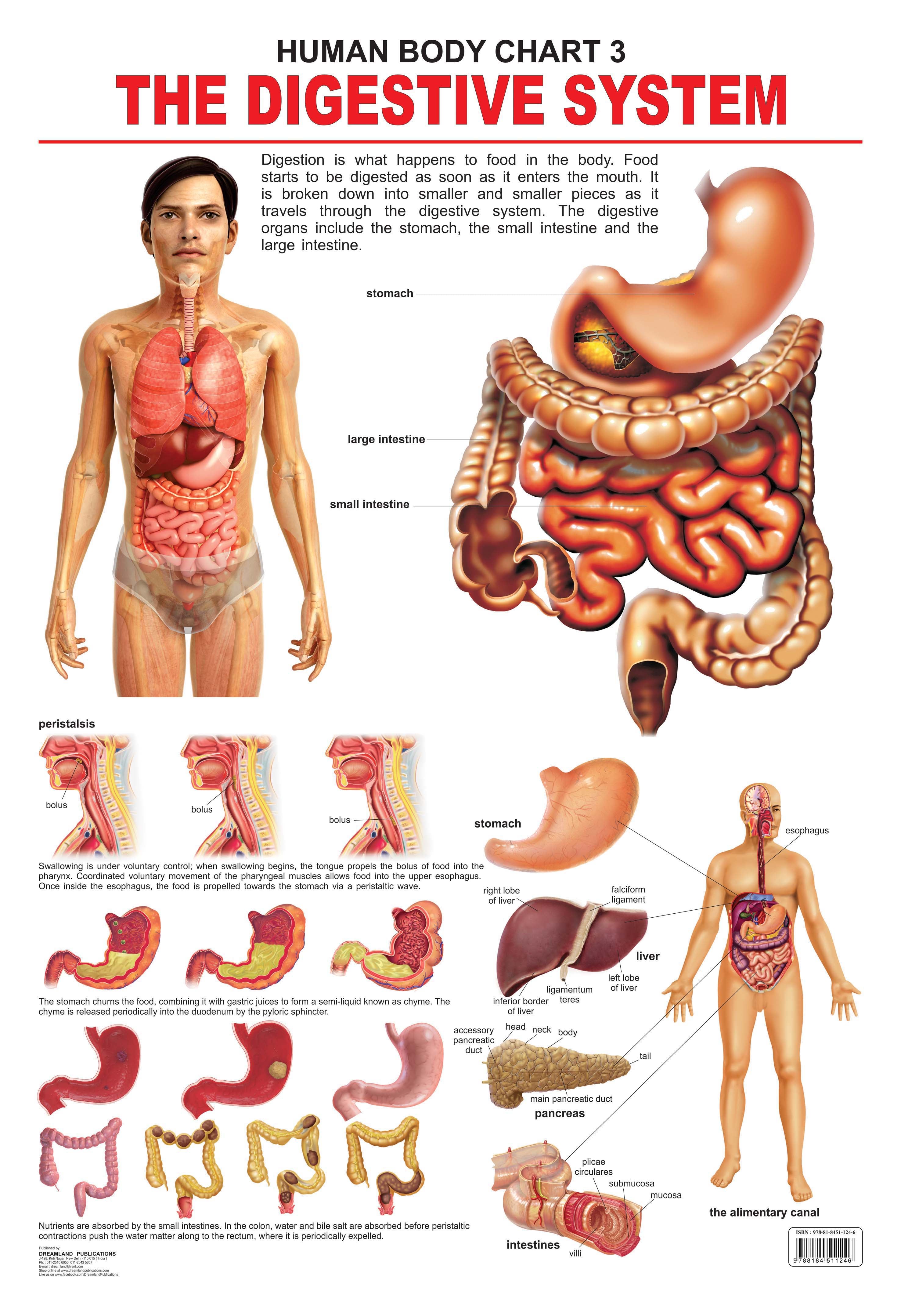 Dreamland Publications Educational Chart for Kids - The Digestive System - Distacart