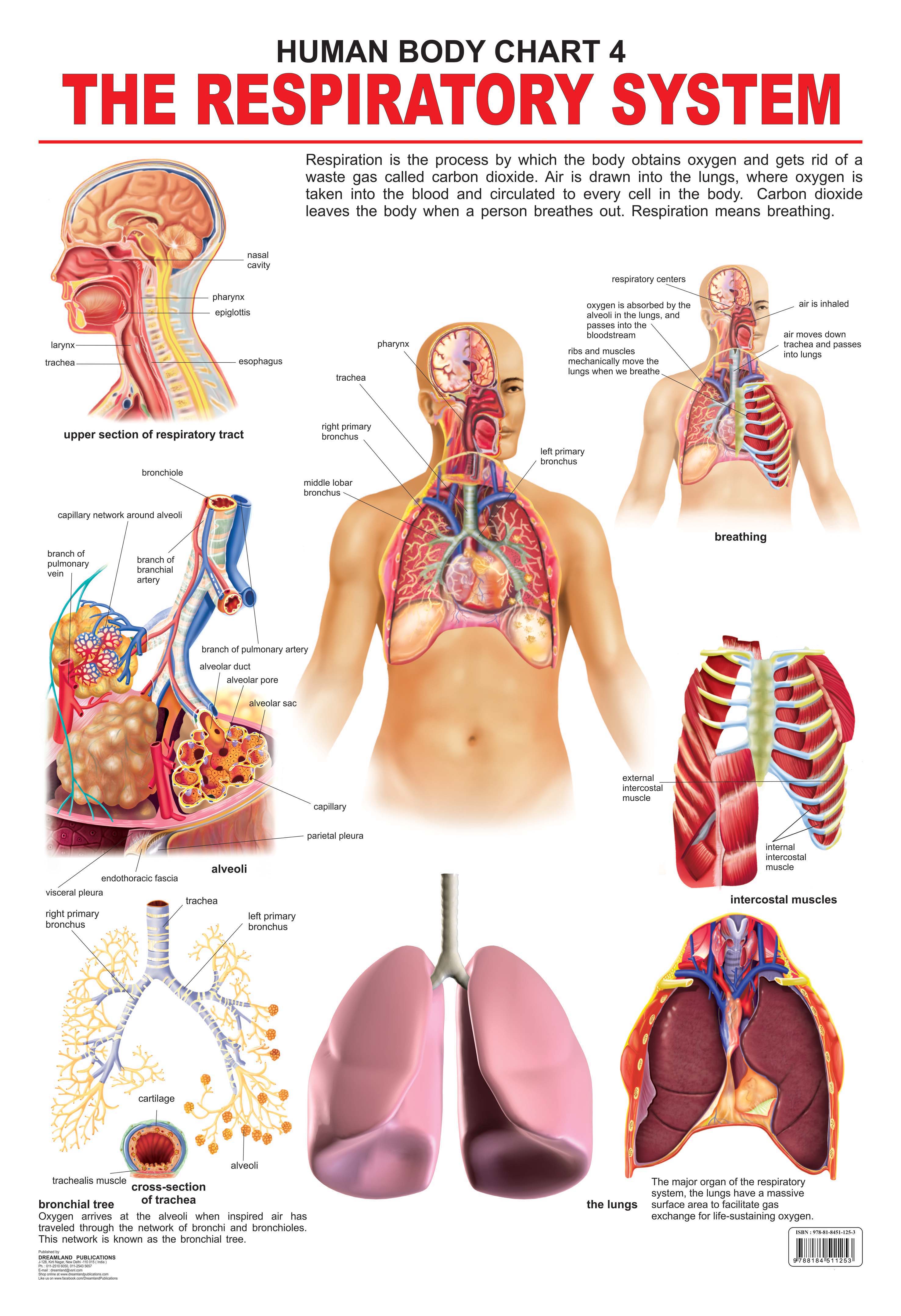 Dreamland Publications Educational Chart for Kids - The Respiratory System - Distacart