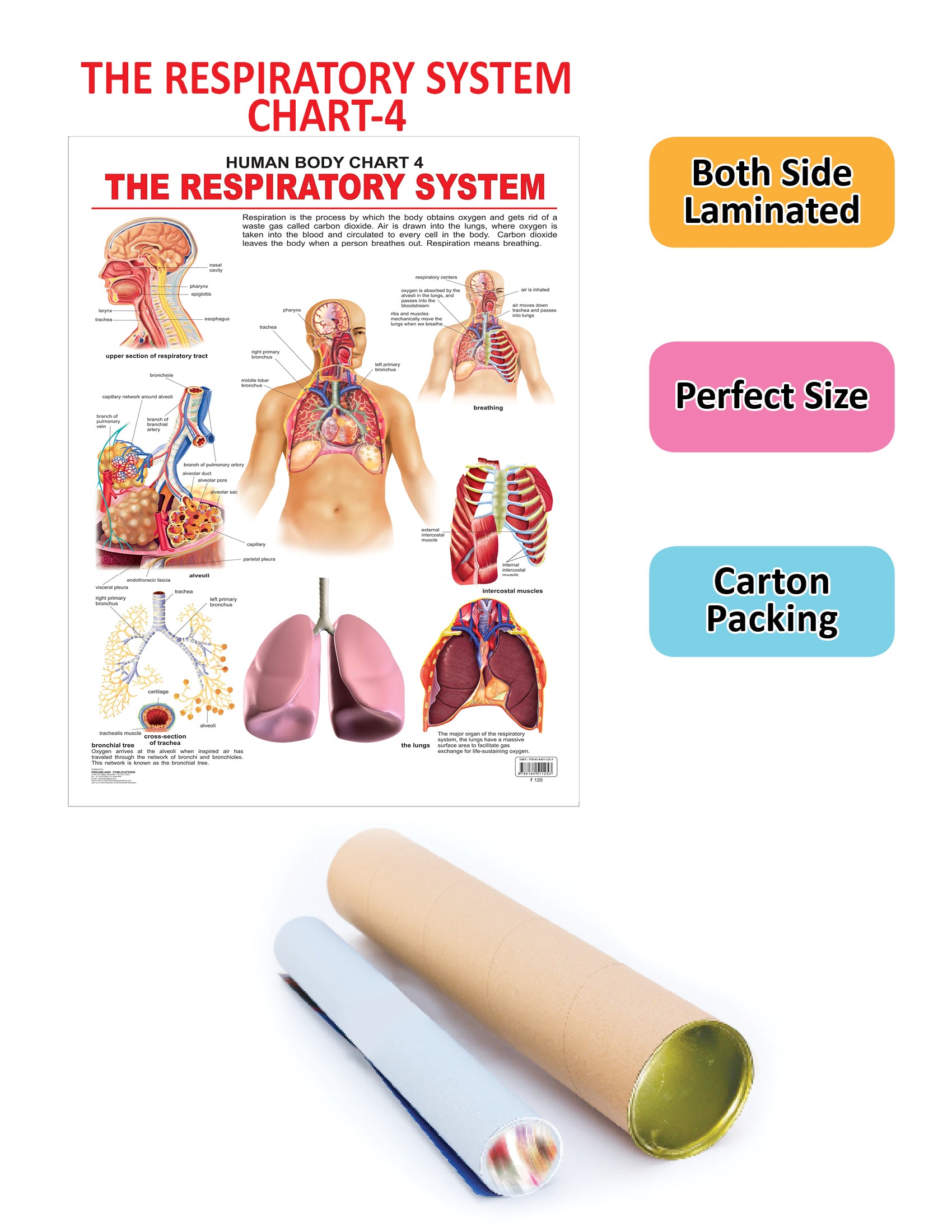 Dreamland Publications Educational Chart for Kids - The Respiratory System - Distacart