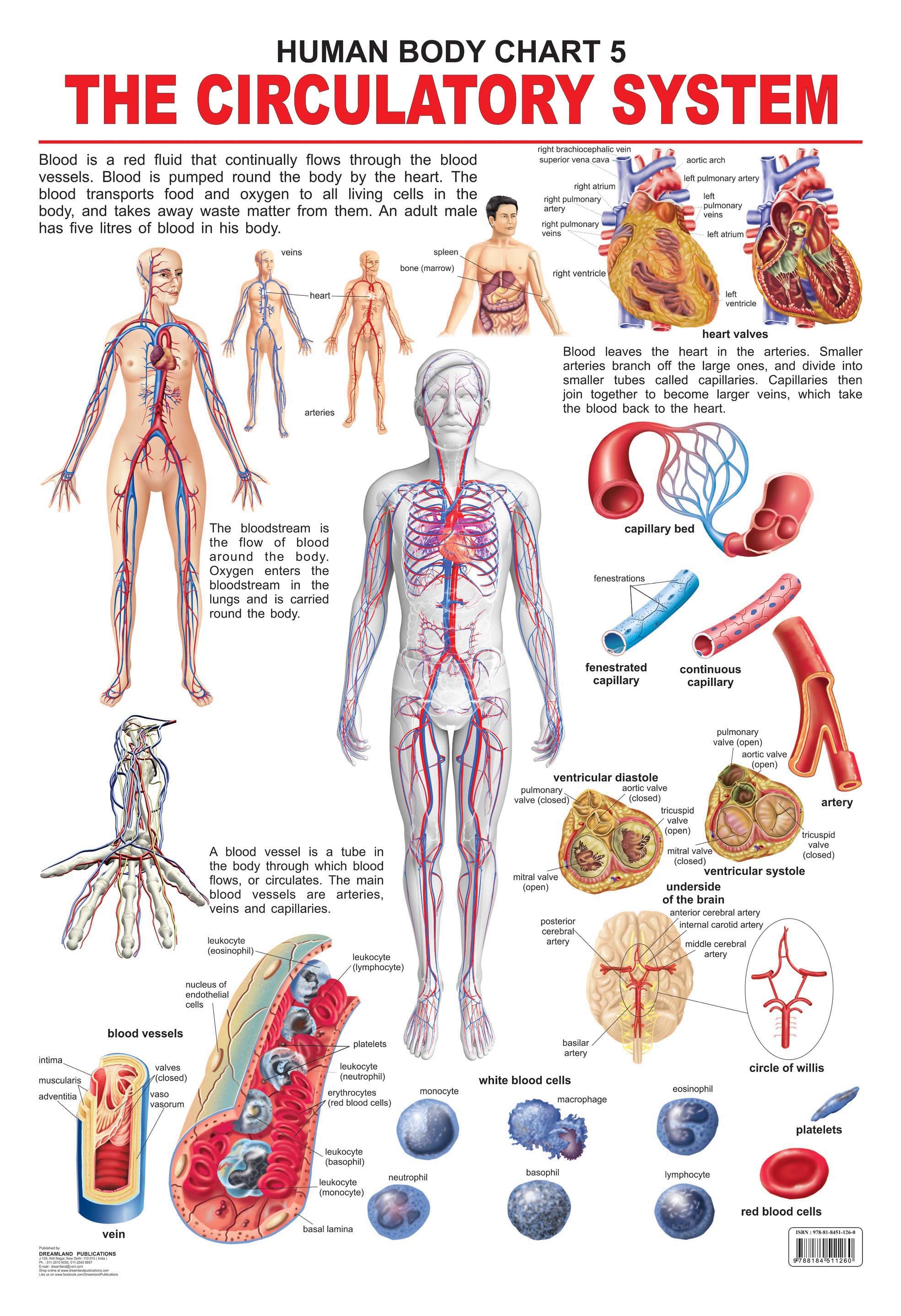 Dreamland Publications Educational Chart for Kids - The Circulatory System - Distacart