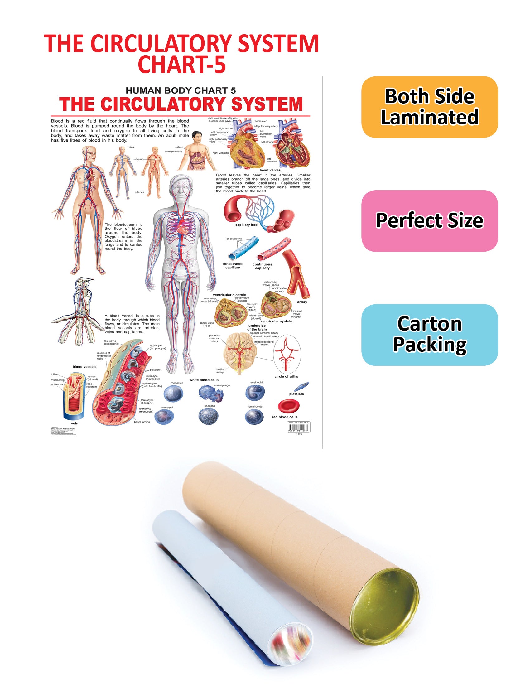 Dreamland Publications Educational Chart for Kids - The Circulatory System - Distacart