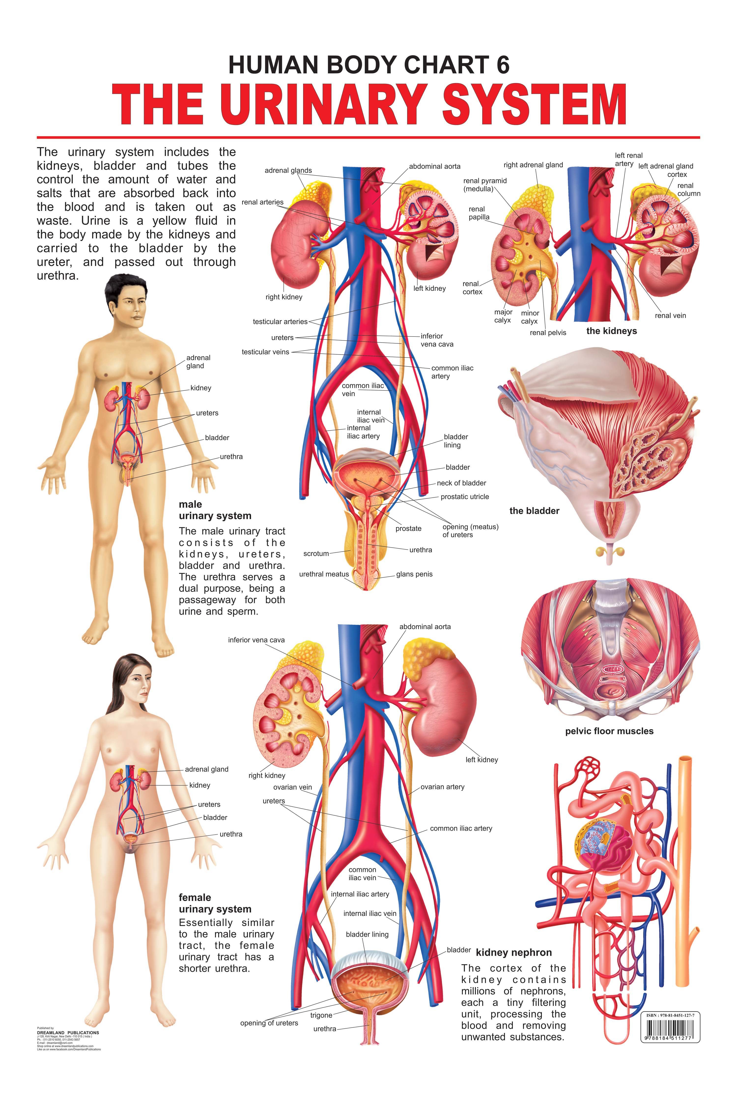 Dreamland Publications Educational Chart for Kids - The Urinary System - Distacart
