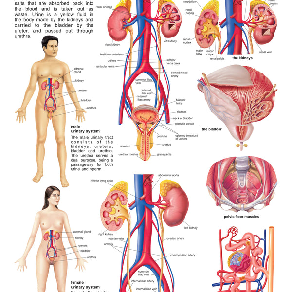 Dreamland Publications Educational Chart for Kids - The Urinary System - Distacart