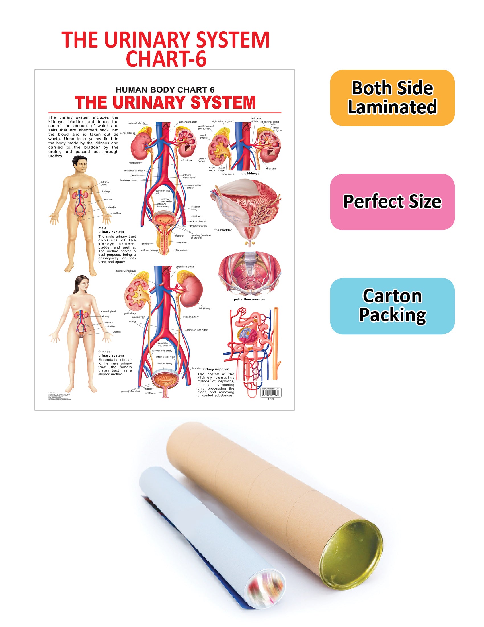 Dreamland Publications Educational Chart for Kids - The Urinary System - Distacart