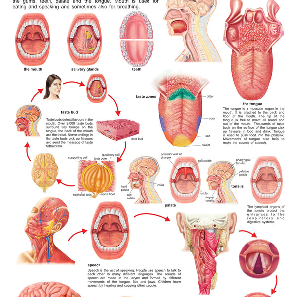 Dreamland Publications Educational Chart for Kids - The Mouth, Tongue & Speech - Distacart