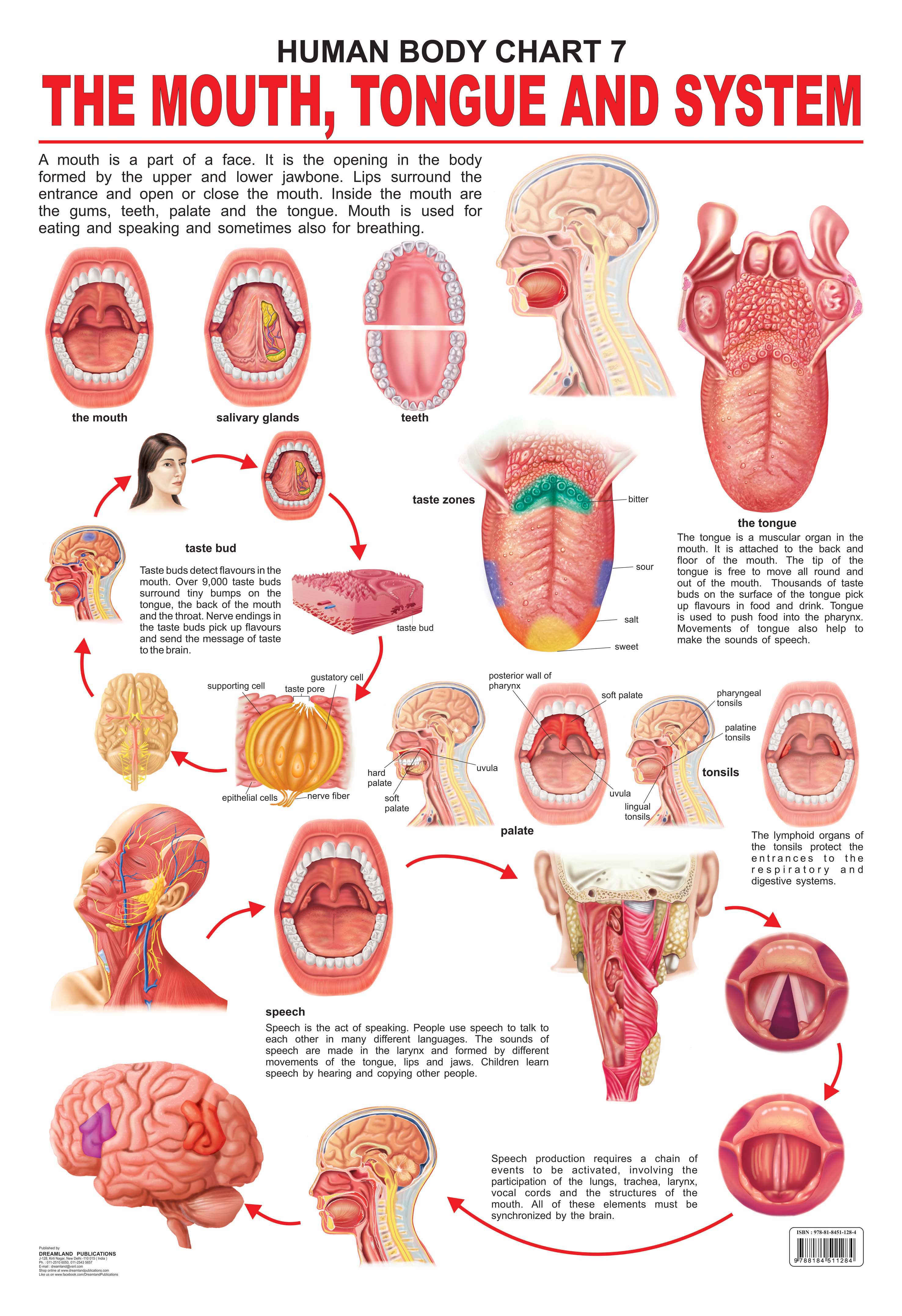 Dreamland Publications Educational Chart for Kids - The Mouth, Tongue & Speech - Distacart