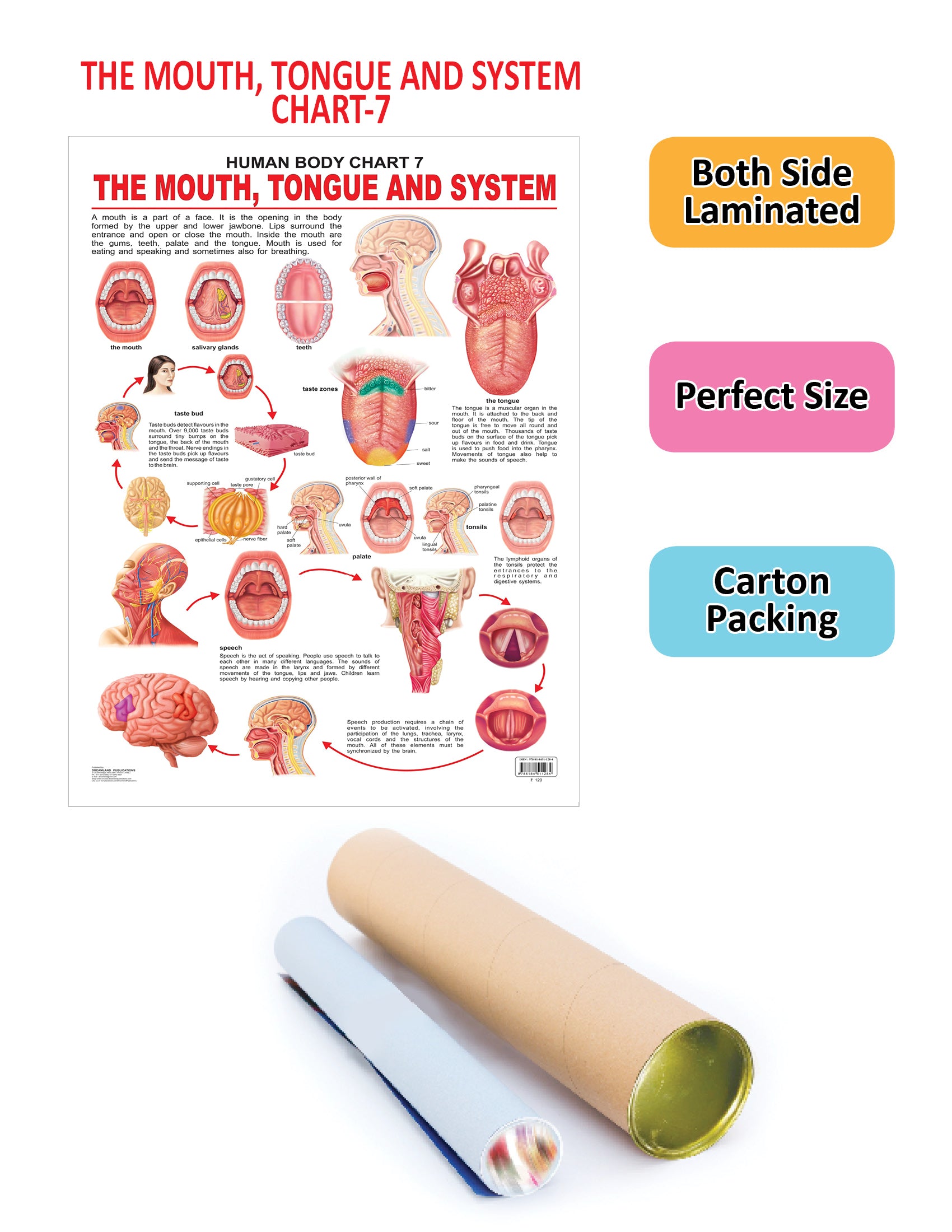 Dreamland Publications Educational Chart for Kids - The Mouth, Tongue & Speech - Distacart