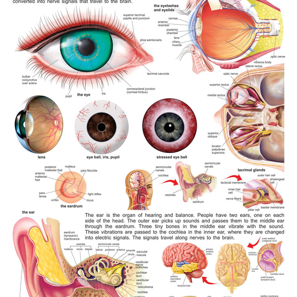 Dreamland Publications The Eye & the Ear : Children Reference Educational Laminated Chart - Distacart