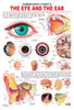 Dreamland Publications The Eye & the Ear : Children Reference Educational Laminated Chart - Distacart