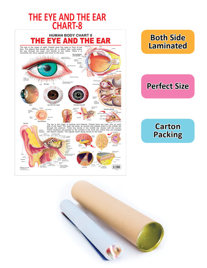 Dreamland Publications The Eye & the Ear : Children Reference Educational Laminated Chart - Distacart