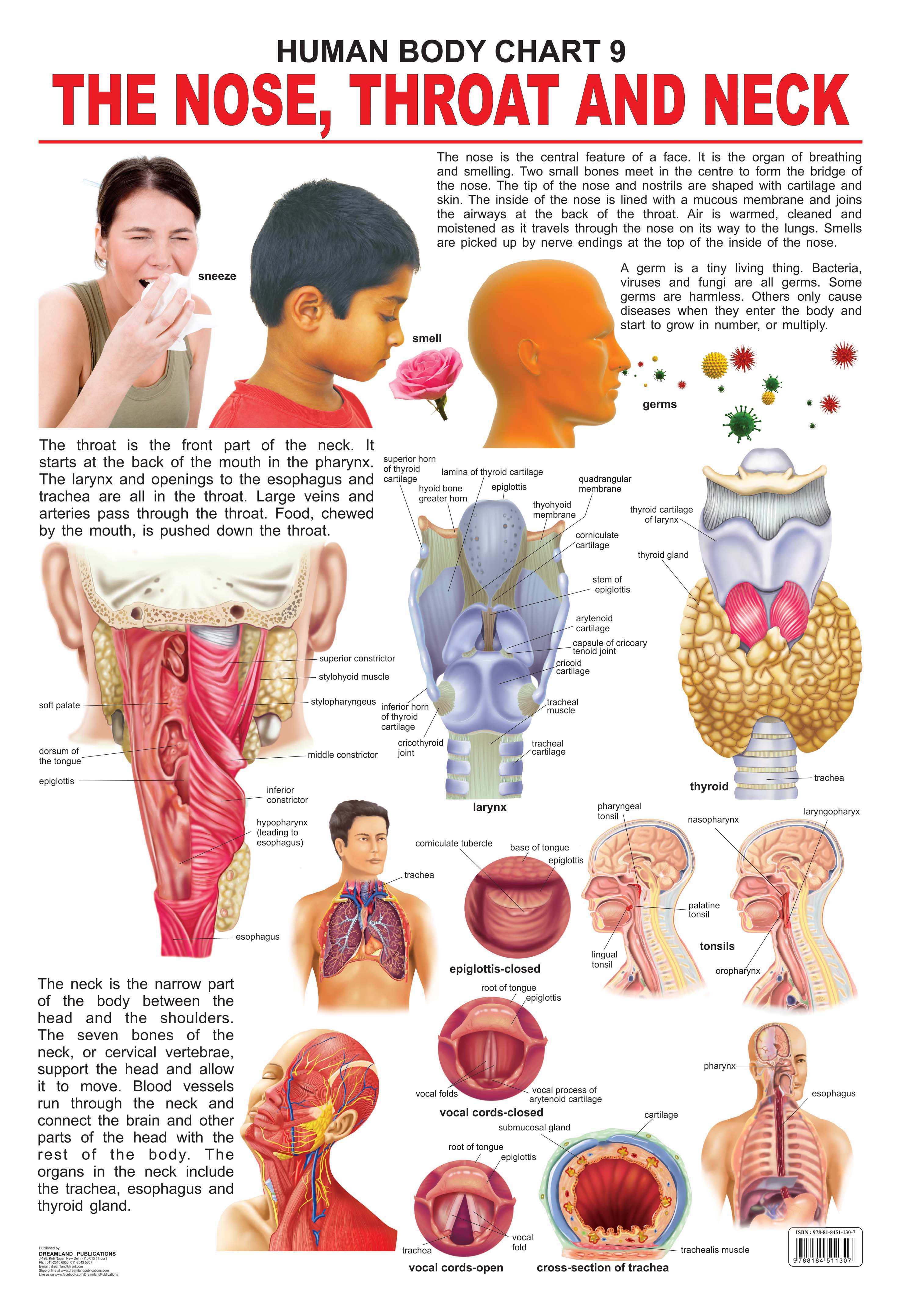 Dreamland Publications Educational Chart for Kids - The Nose, Throat & Neck - Distacart