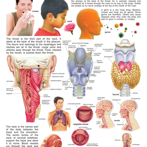 Dreamland Publications Educational Chart for Kids - The Nose, Throat & Neck - Distacart