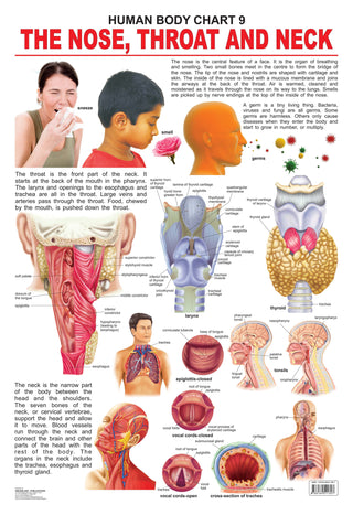 Dreamland Publications Educational Chart for Kids - The Nose, Throat & Neck - Distacart