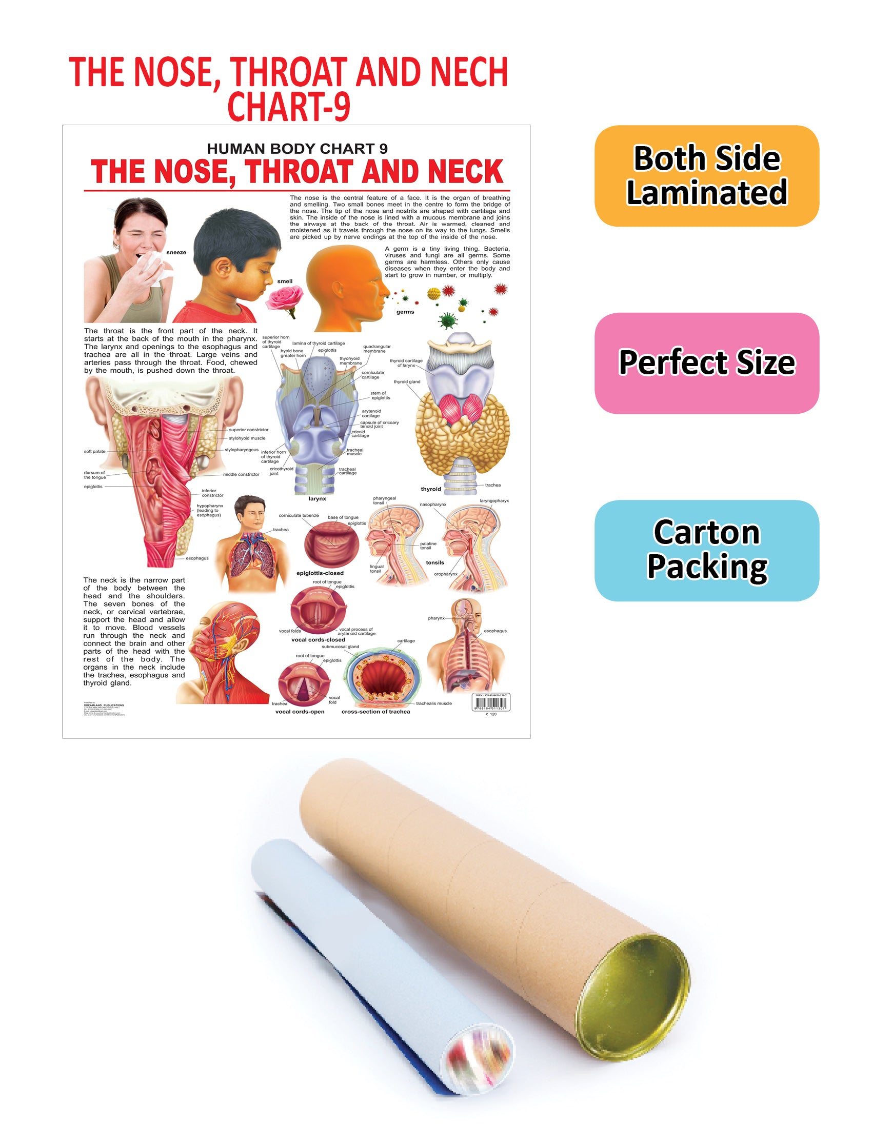 Dreamland Publications Educational Chart for Kids - The Nose, Throat & Neck - Distacart
