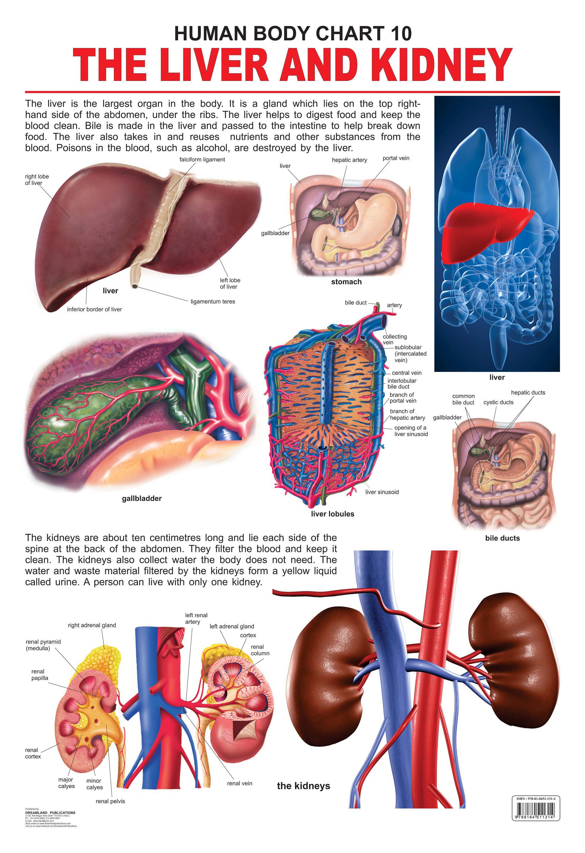 Dreamland Publications Educational Chart for Kids - The Liver & Kidney - Distacart
