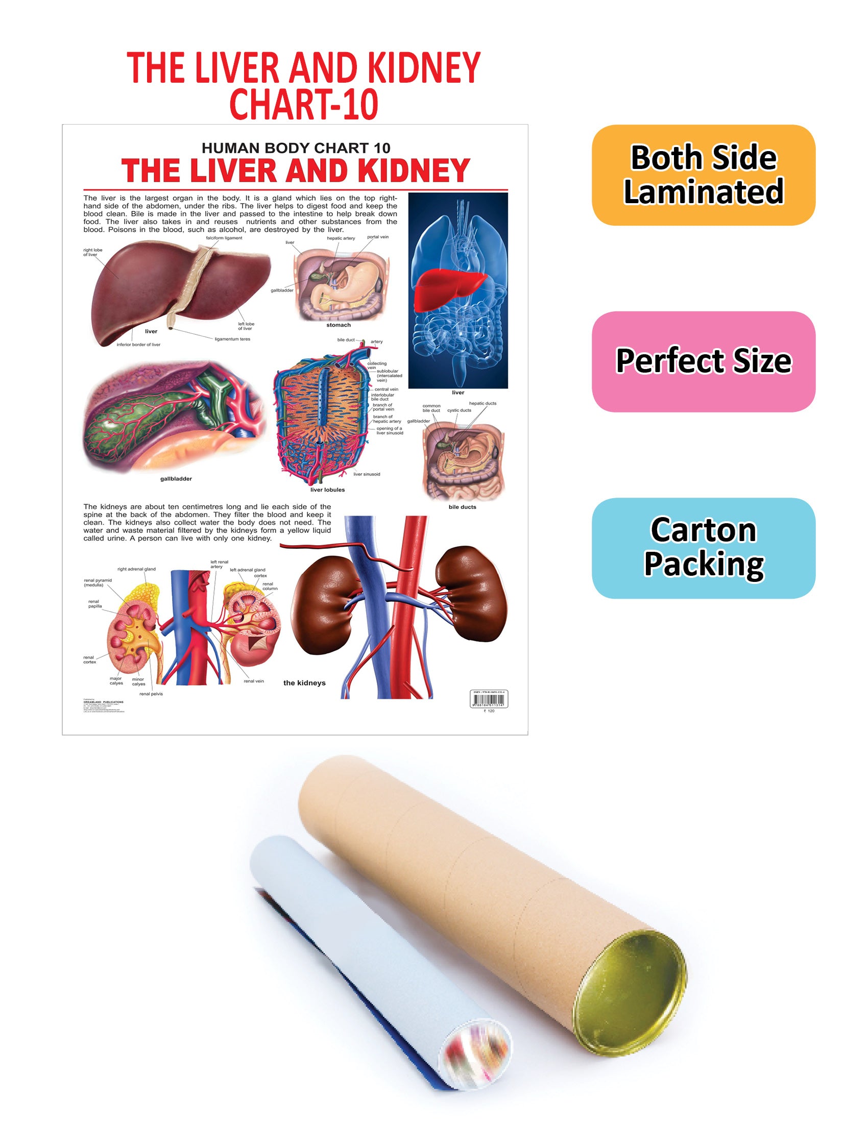 Dreamland Publications Educational Chart for Kids - The Liver & Kidney - Distacart