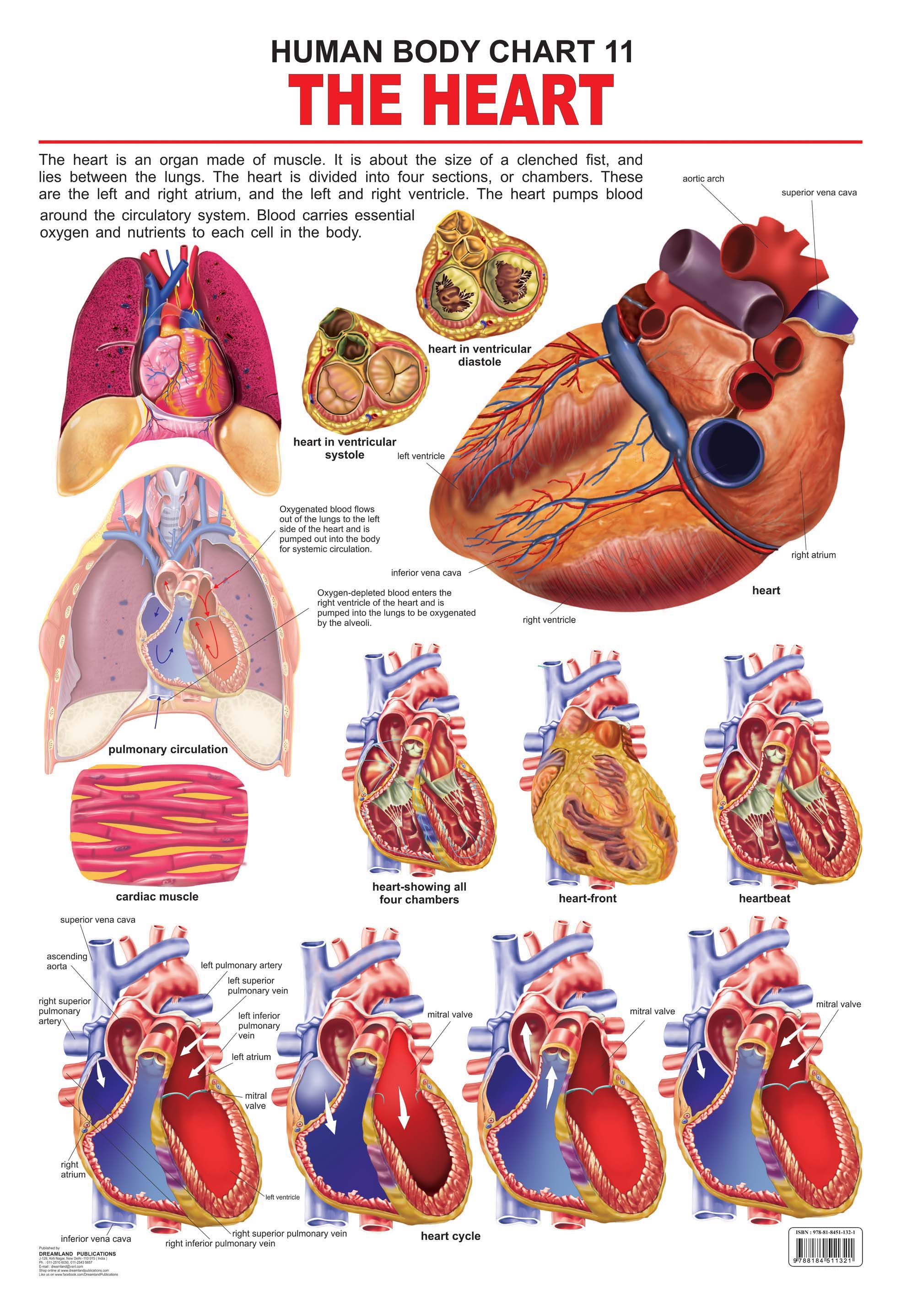 Dreamland Publications Educational Chart for Kids - The Heart - Distacart
