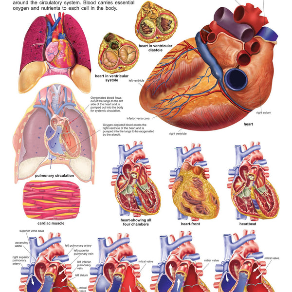 Dreamland Publications Educational Chart for Kids - The Heart - Distacart