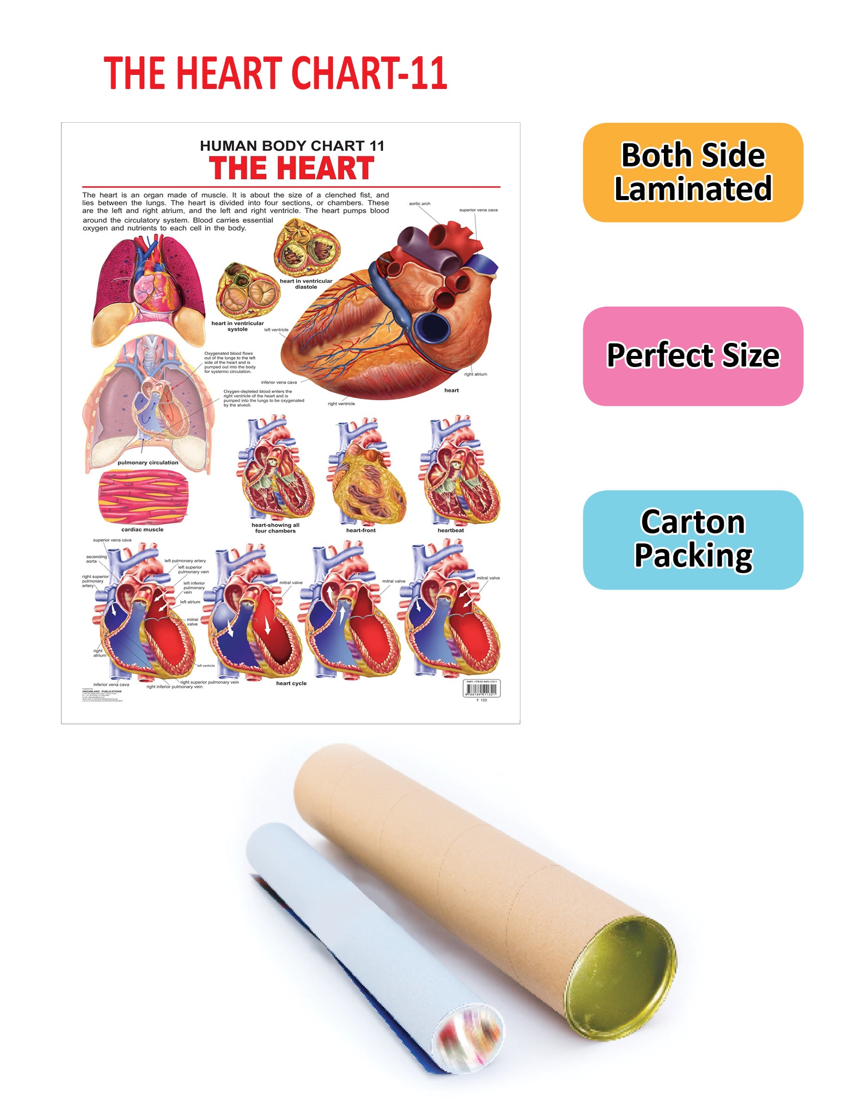 Dreamland Publications Educational Chart for Kids - The Heart - Distacart