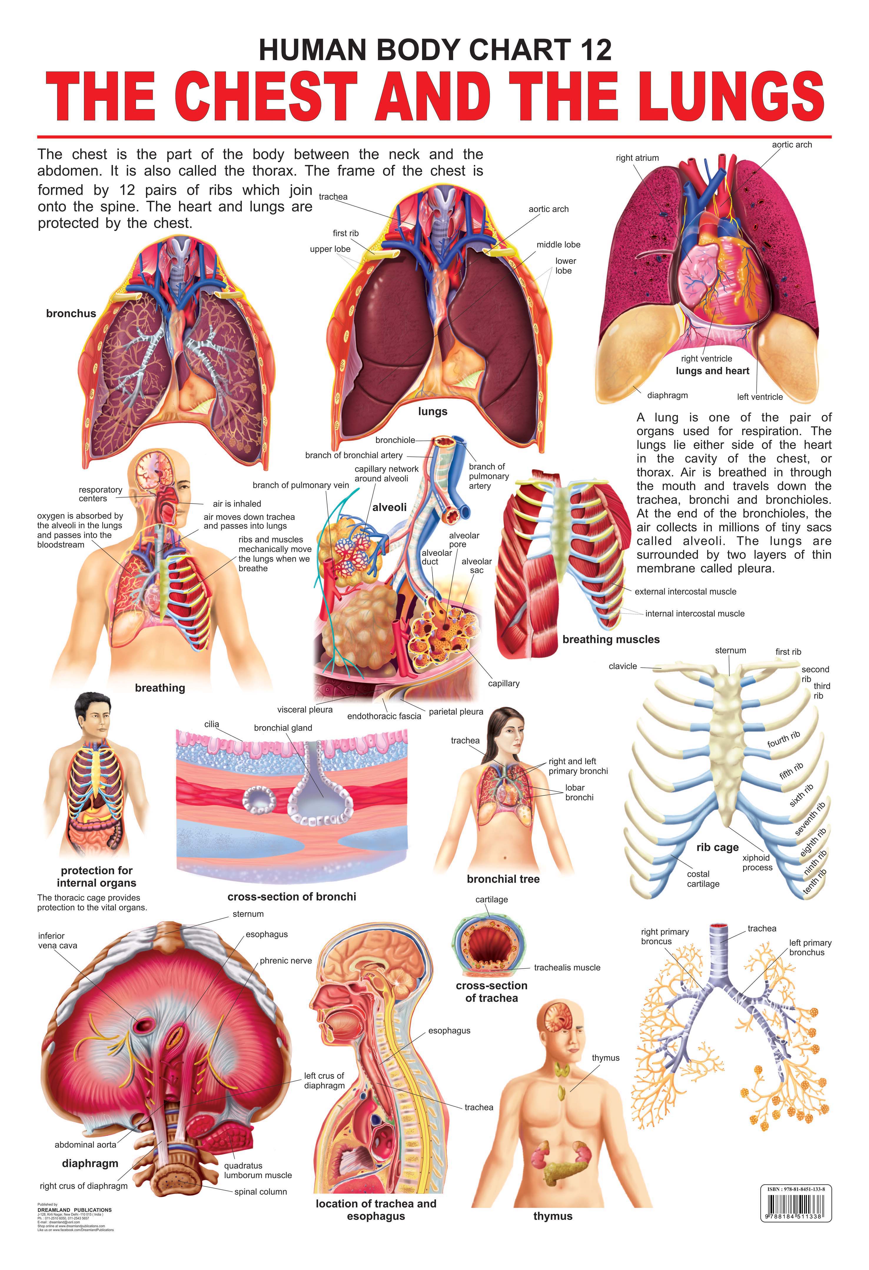 Dreamland Publications The Chest & the Lungs : Children Reference Educational Laminated Chart - Distacart