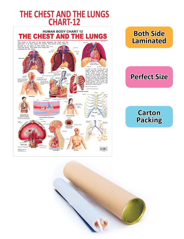 Dreamland Publications The Chest & the Lungs : Children Reference Educational Laminated Chart - Distacart