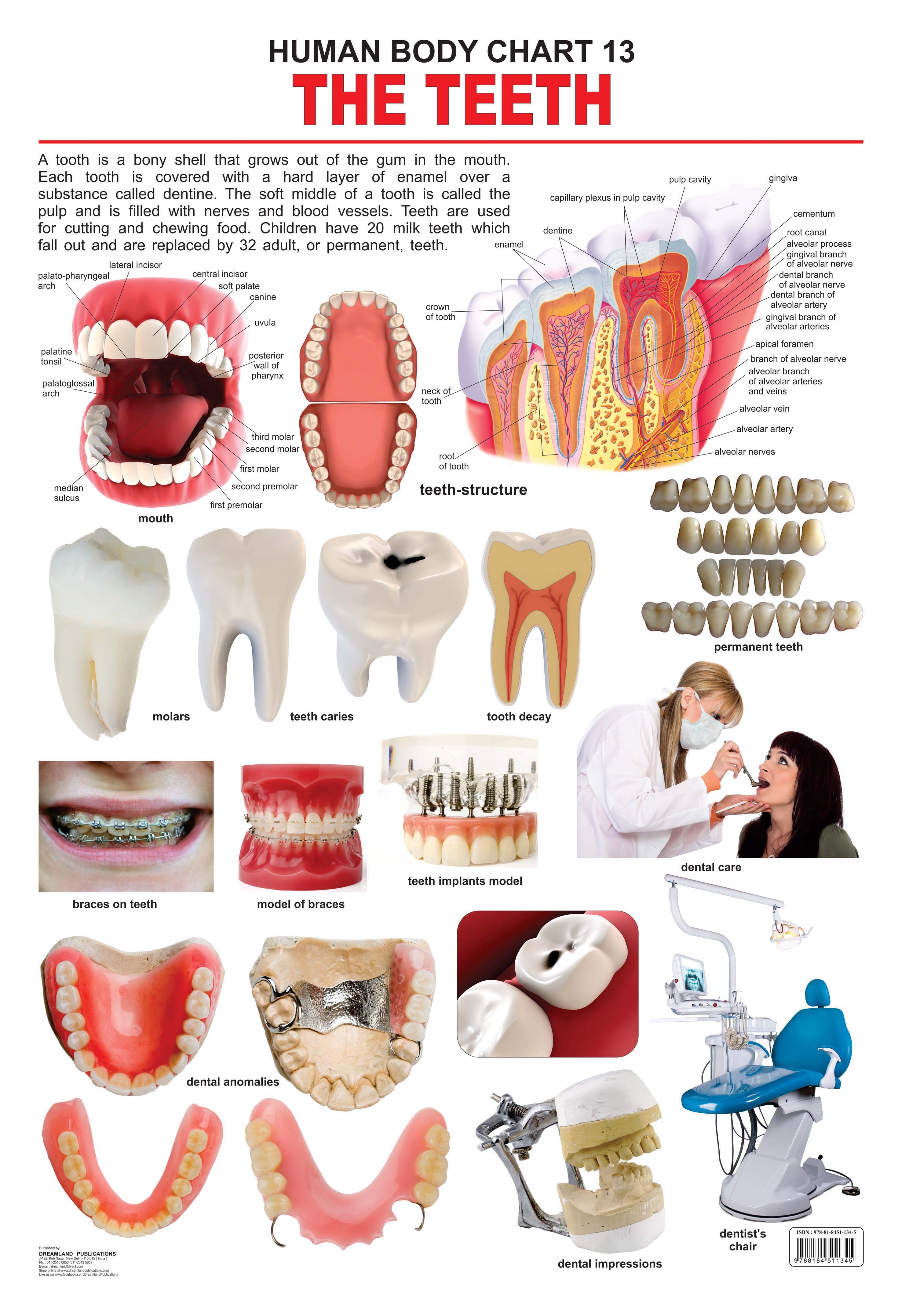 Dreamland Publications Educational Chart for Kids - The Teeth - Distacart