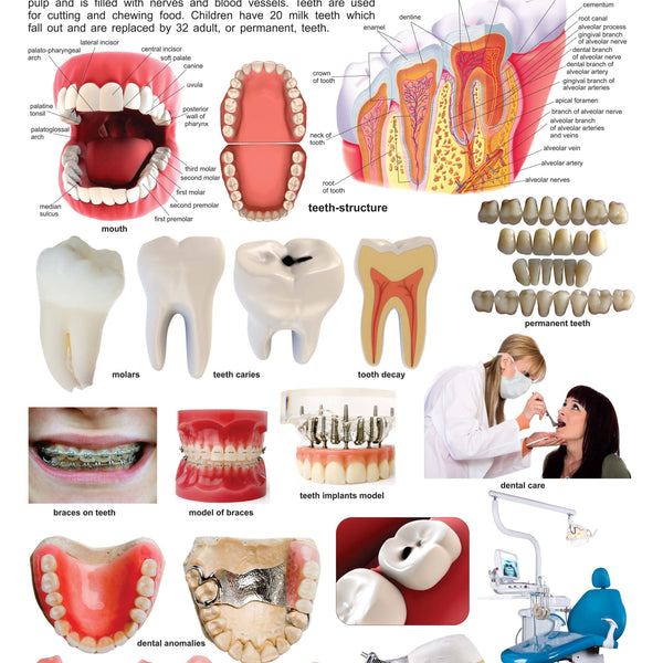 Dreamland Publications Educational Chart for Kids - The Teeth - Distacart