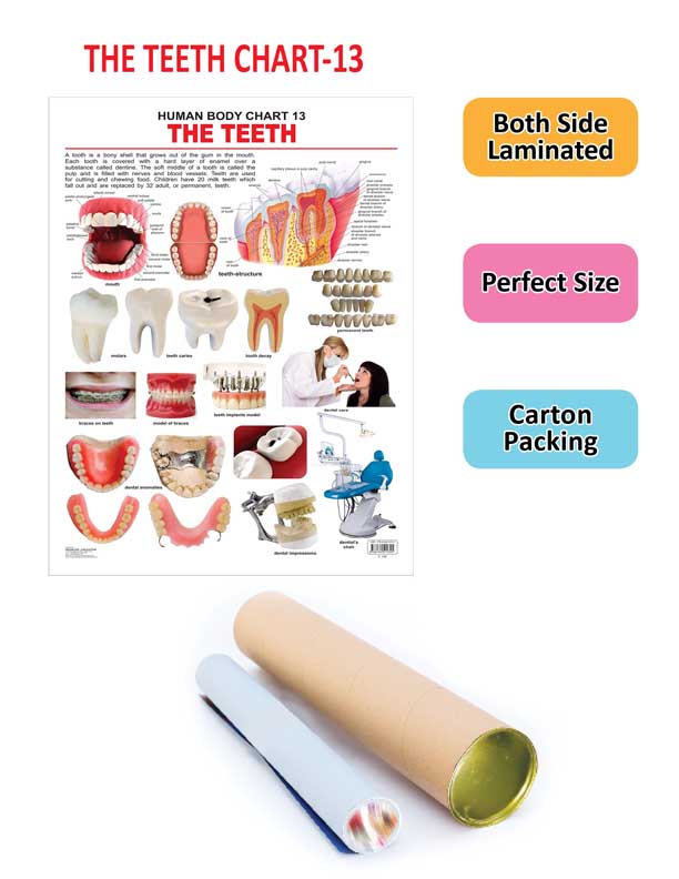 Dreamland Publications Educational Chart for Kids - The Teeth - Distacart