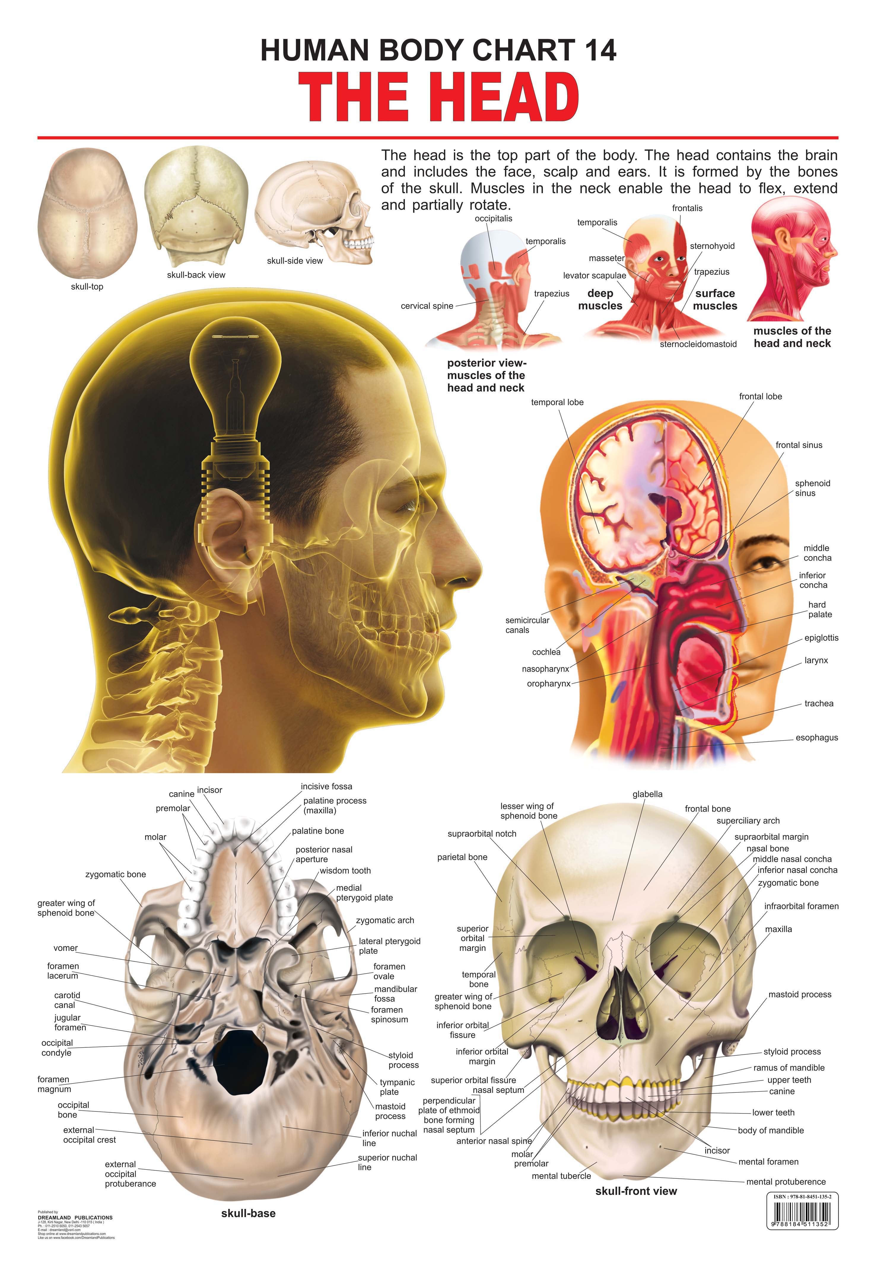 Dreamland Publications Educational Chart for Kids - The Head - Distacart