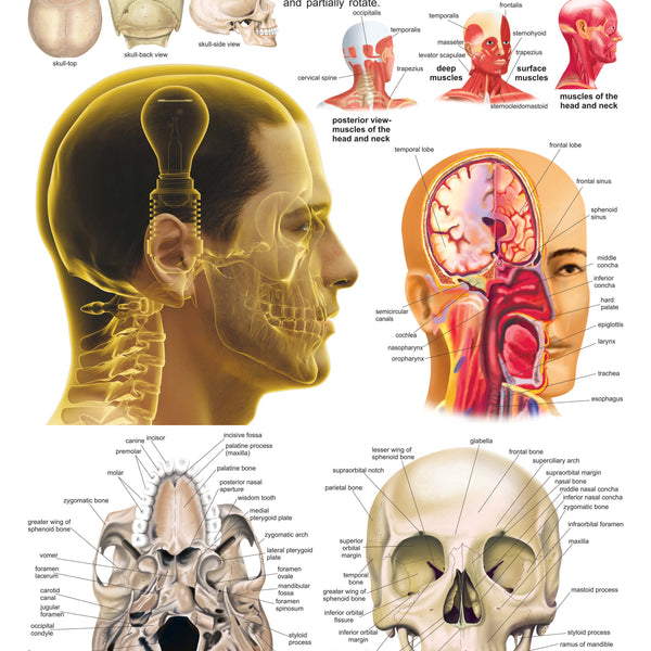 Dreamland Publications Educational Chart for Kids - The Head - Distacart