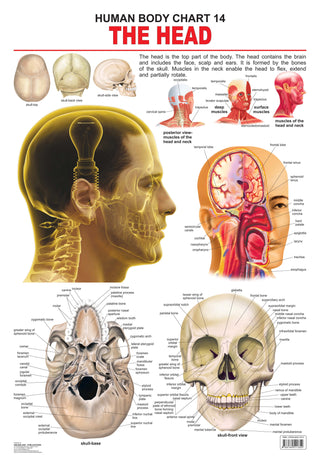 Dreamland Publications Educational Chart for Kids - The Head - Distacart