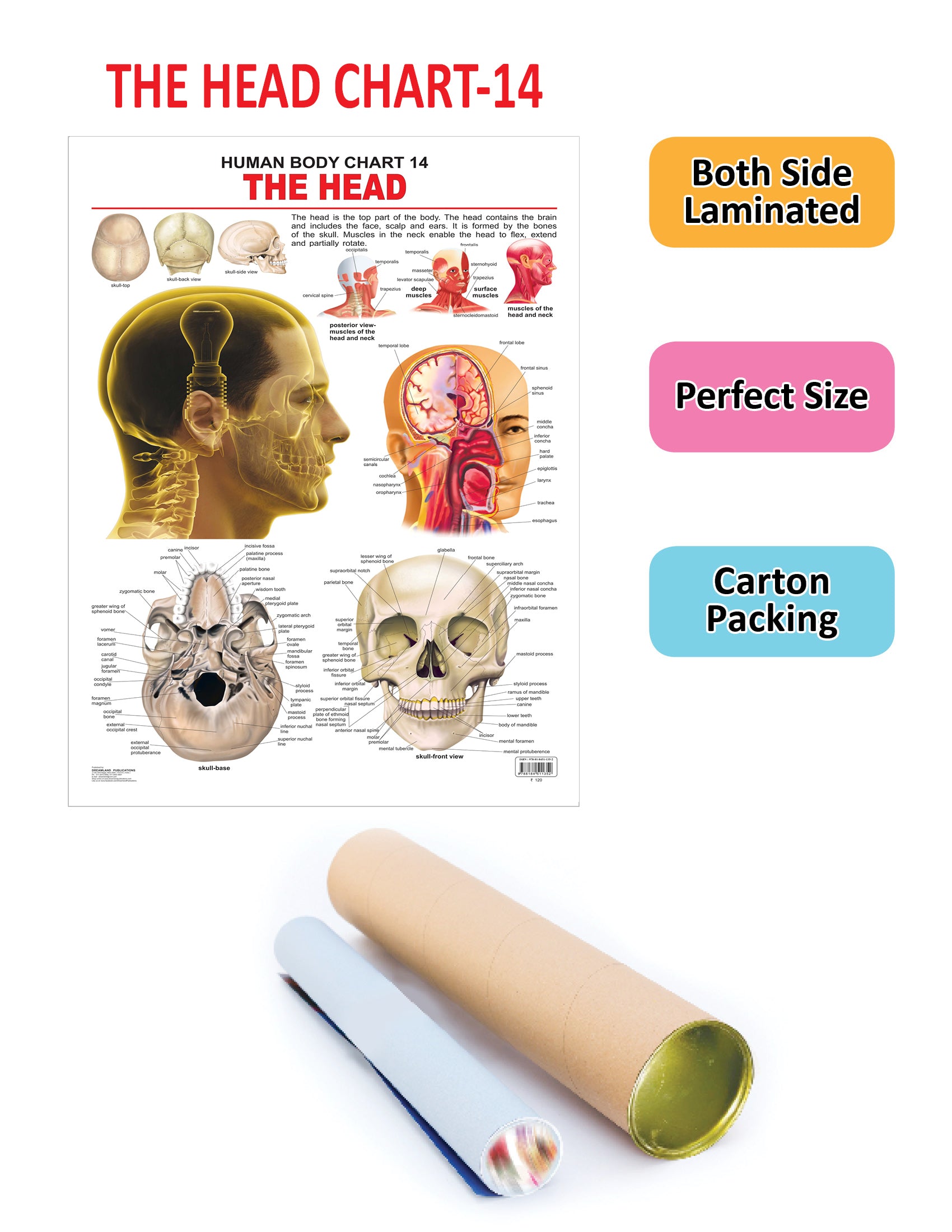 Dreamland Publications Educational Chart for Kids - The Head - Distacart