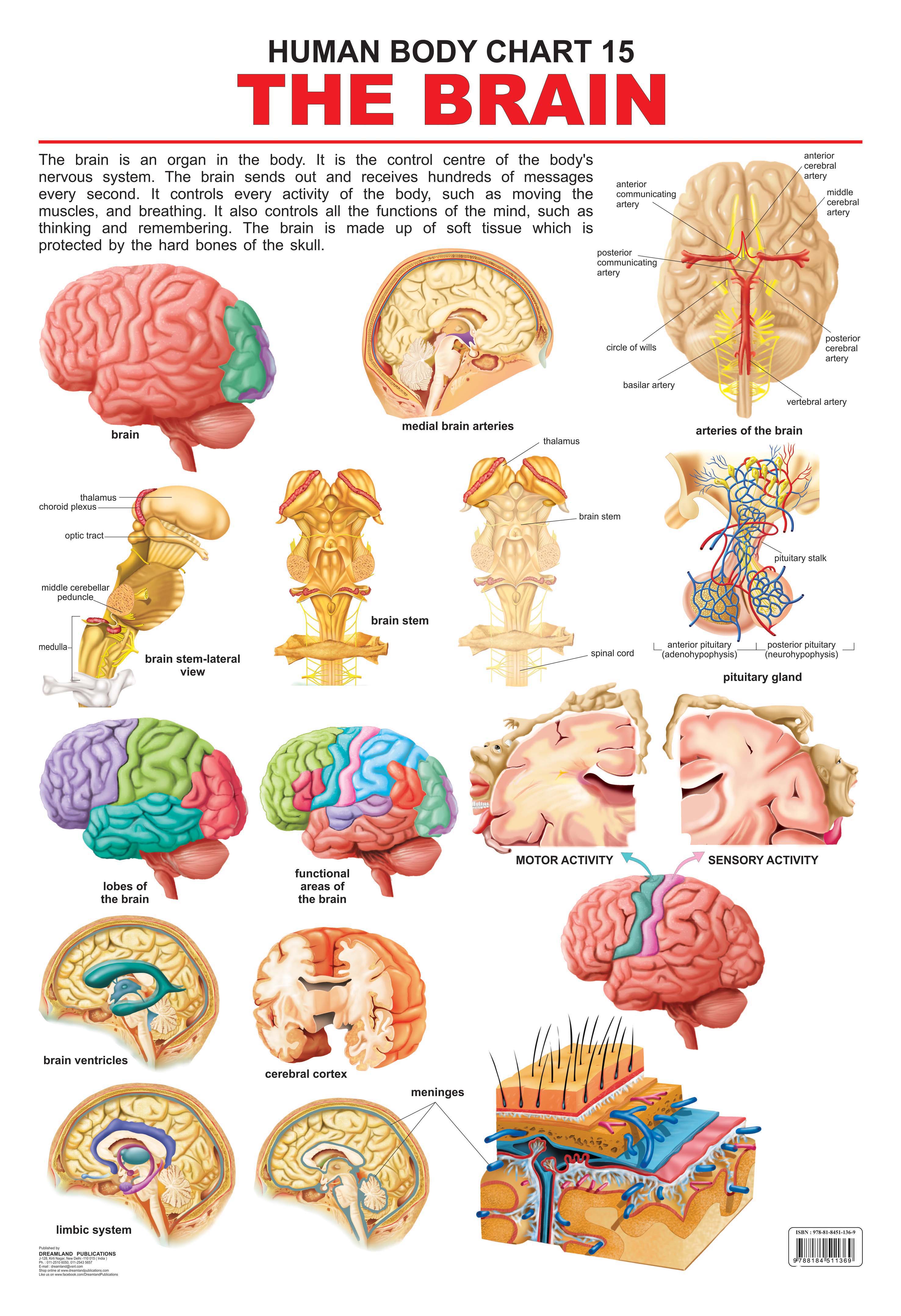 Dreamland Publications Educational Chart for Kids - The Brain - Distacart