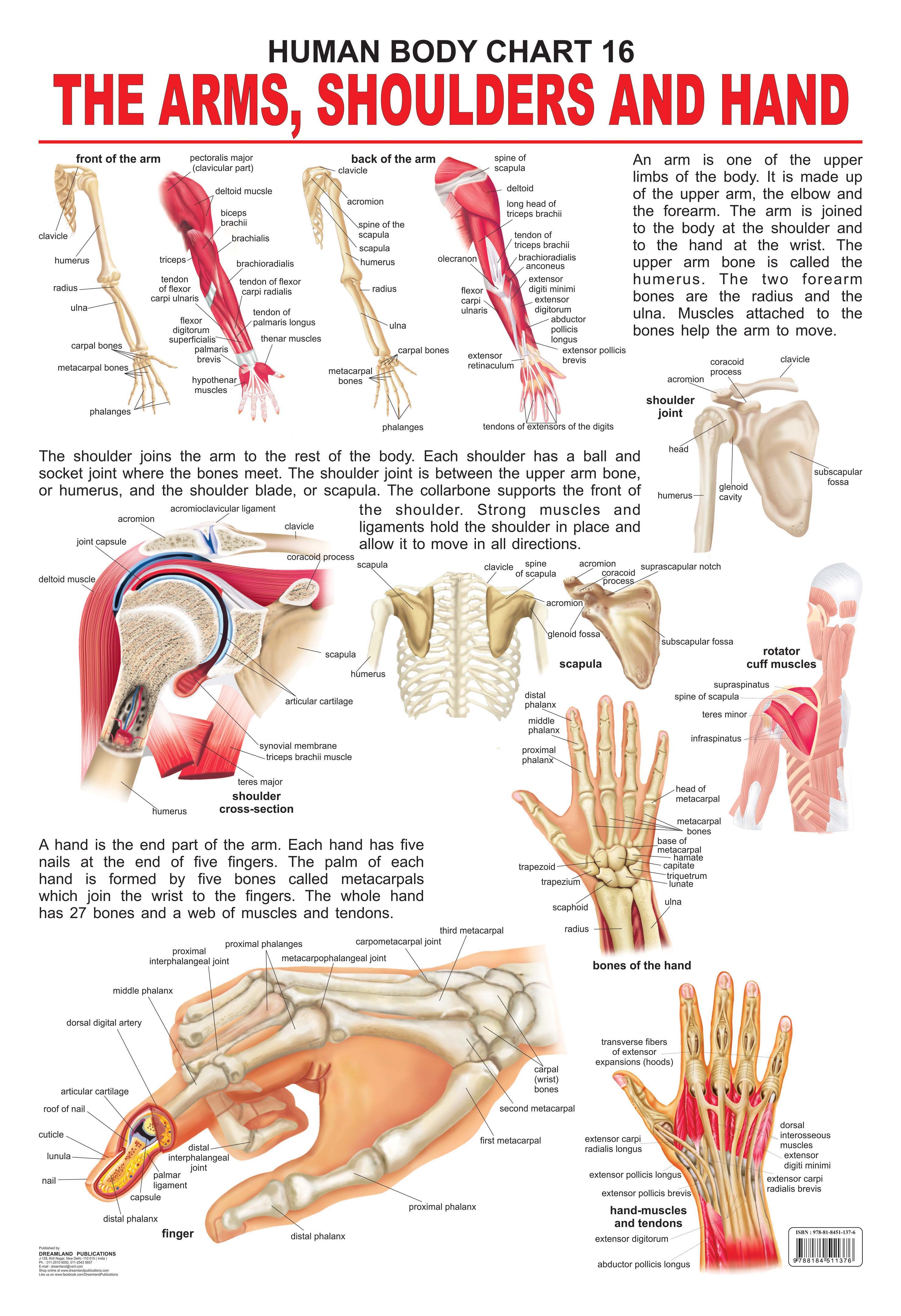 Dreamland Publications Educational Chart for Kids - The Shoulders, Arms & Hand - Distacart