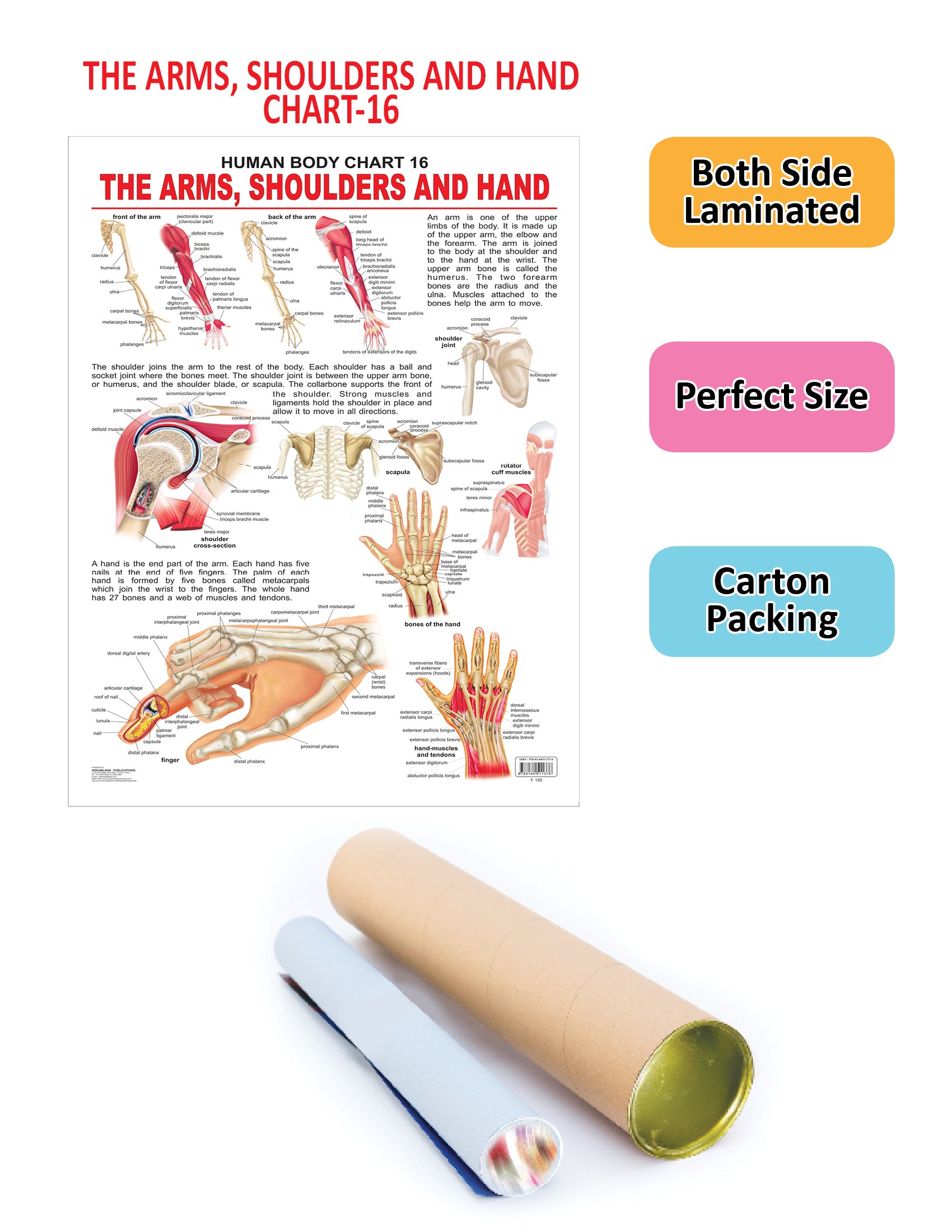Dreamland Publications Educational Chart for Kids - The Shoulders, Arms & Hand - Distacart
