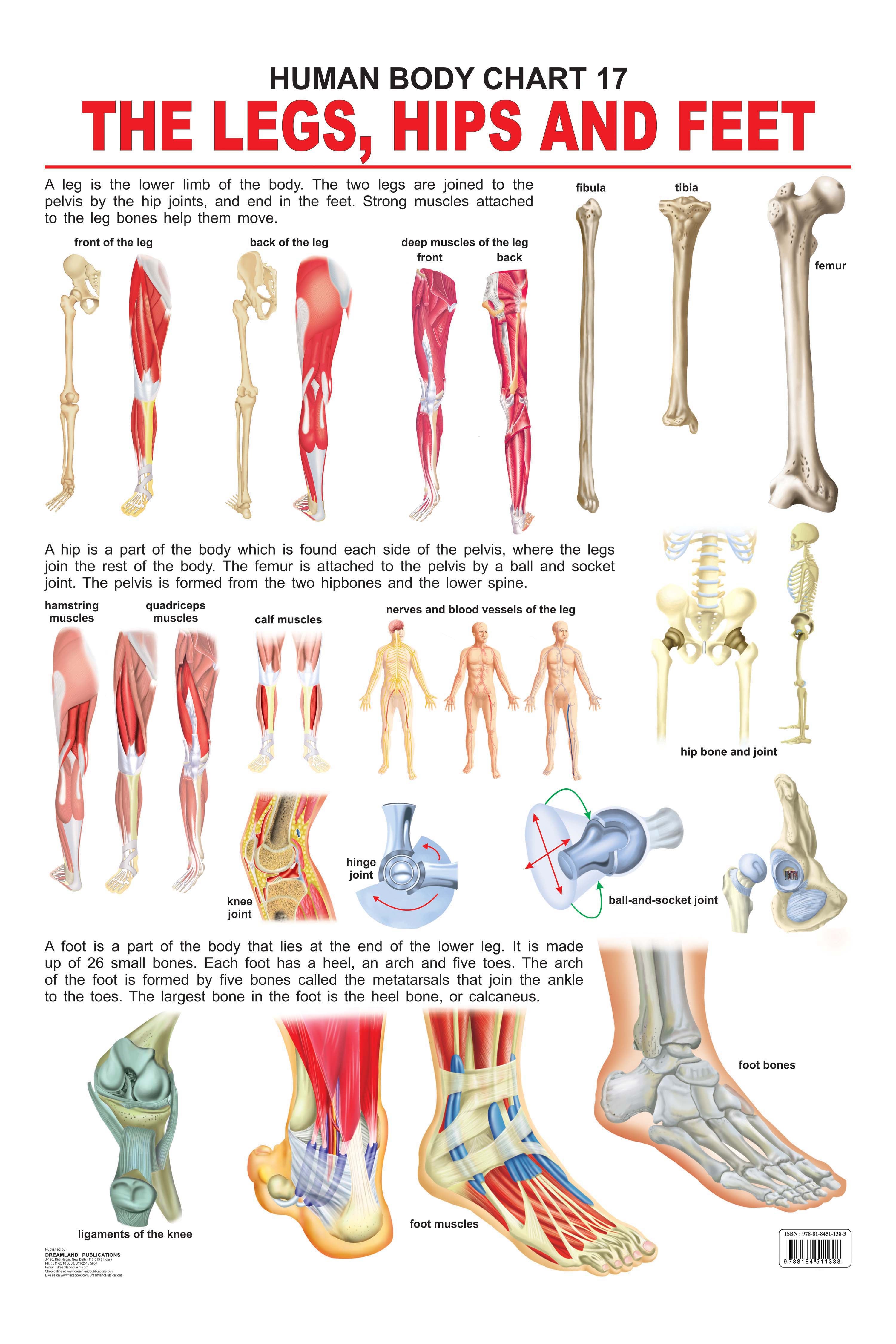 Dreamland Publications The Hips, Legs & Feet : Children Reference Educational Laminated Chart - Distacart