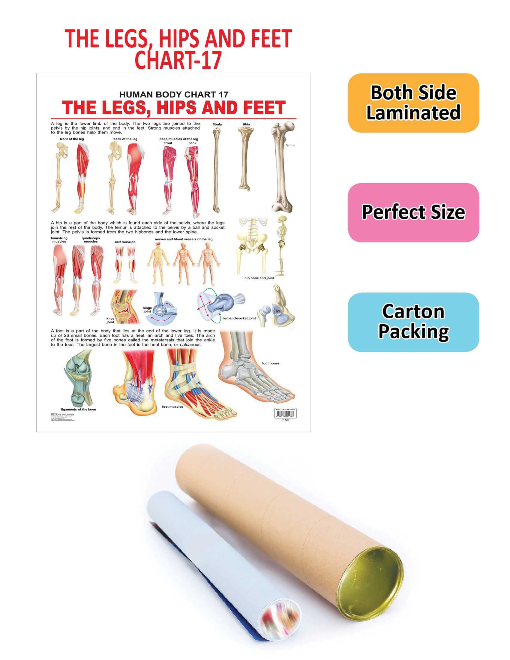 Dreamland Publications The Hips, Legs & Feet : Children Reference Educational Laminated Chart - Distacart