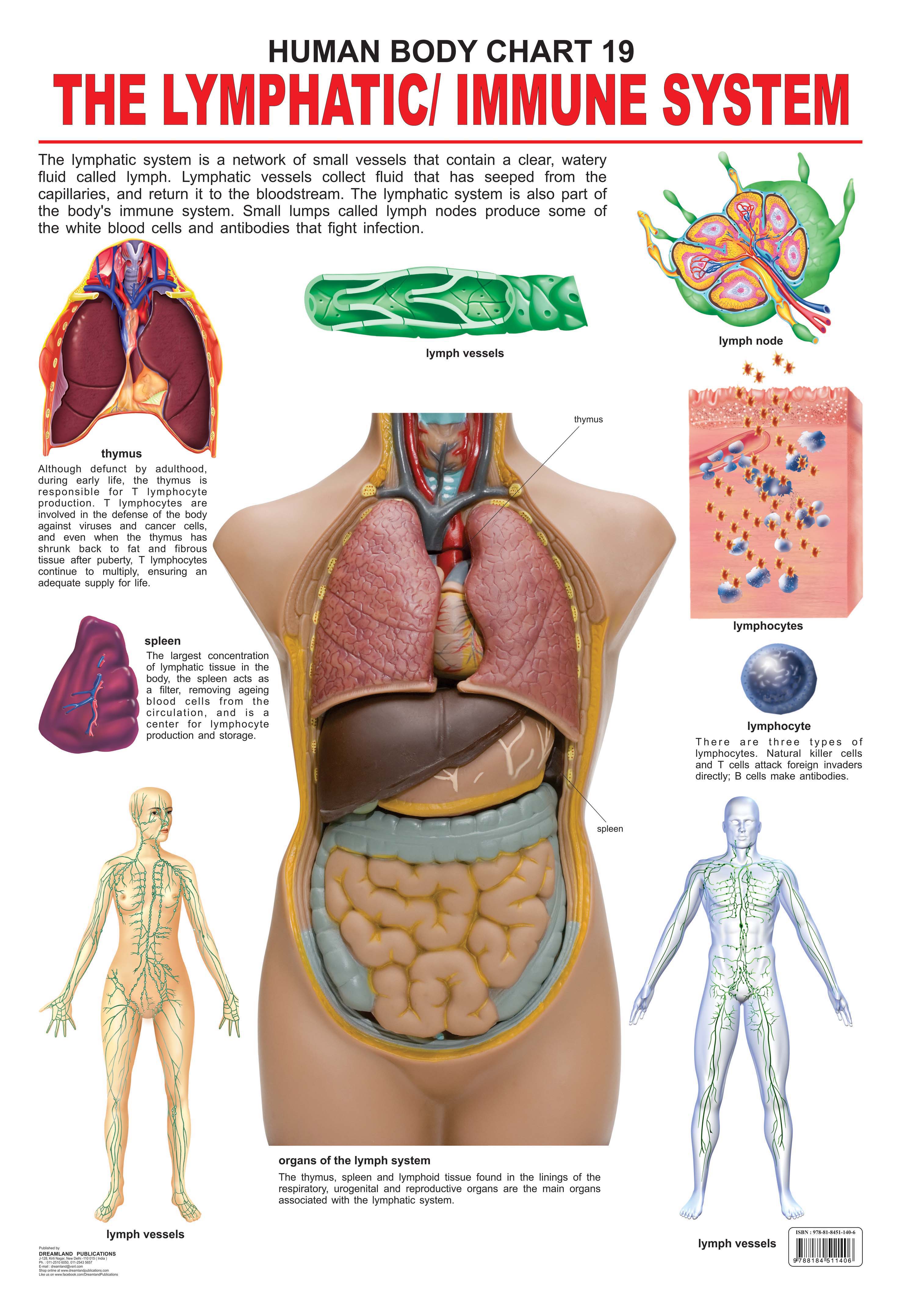 Dreamland Publications Educational Chart for Kids - The Lymphatic/Immune System - Distacart