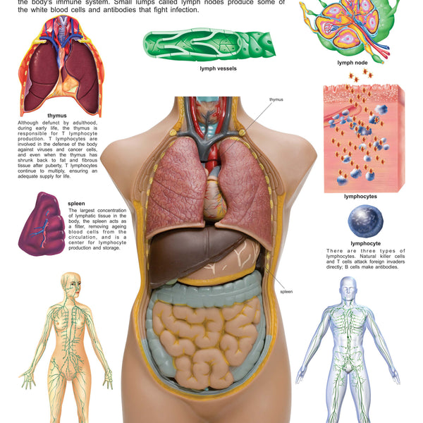 Dreamland Publications Educational Chart for Kids - The Lymphatic/Immune System - Distacart