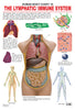 Dreamland Publications Educational Chart for Kids - The Lymphatic/Immune System - Distacart