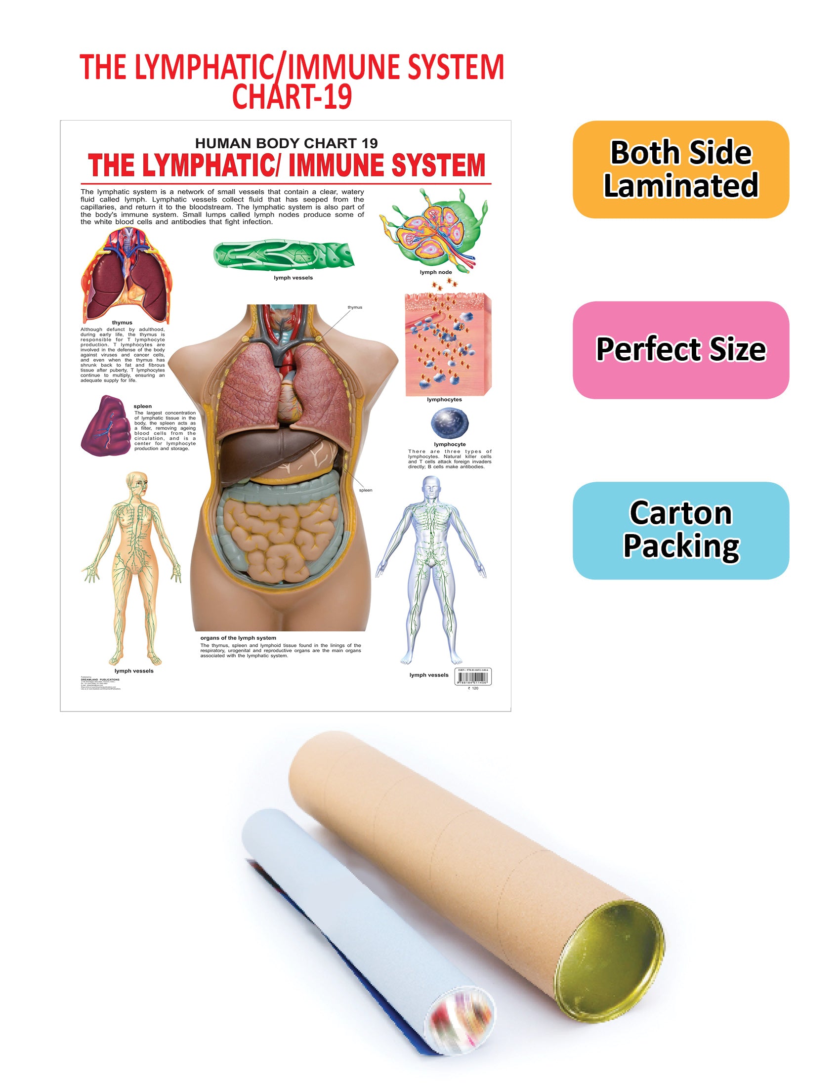 Dreamland Publications Educational Chart for Kids - The Lymphatic/Immune System - Distacart