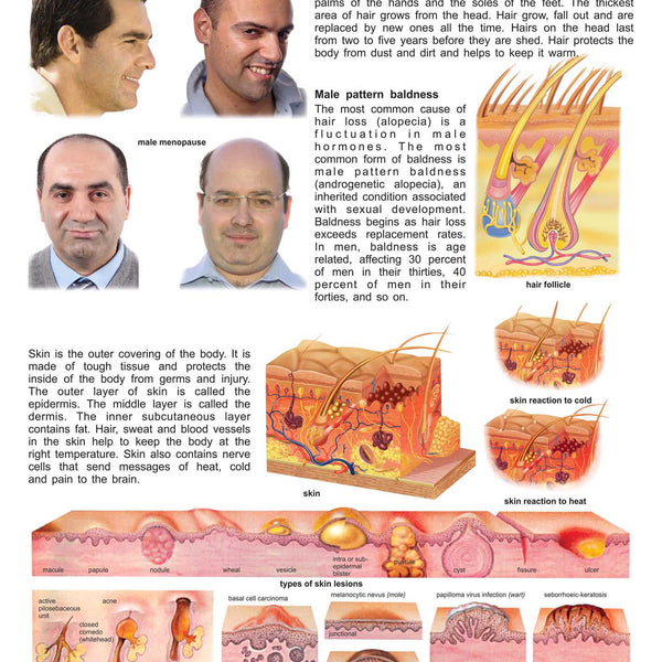 Dreamland Publications The Hair & the Skin : Children Reference Educational Laminated Chart - Distacart