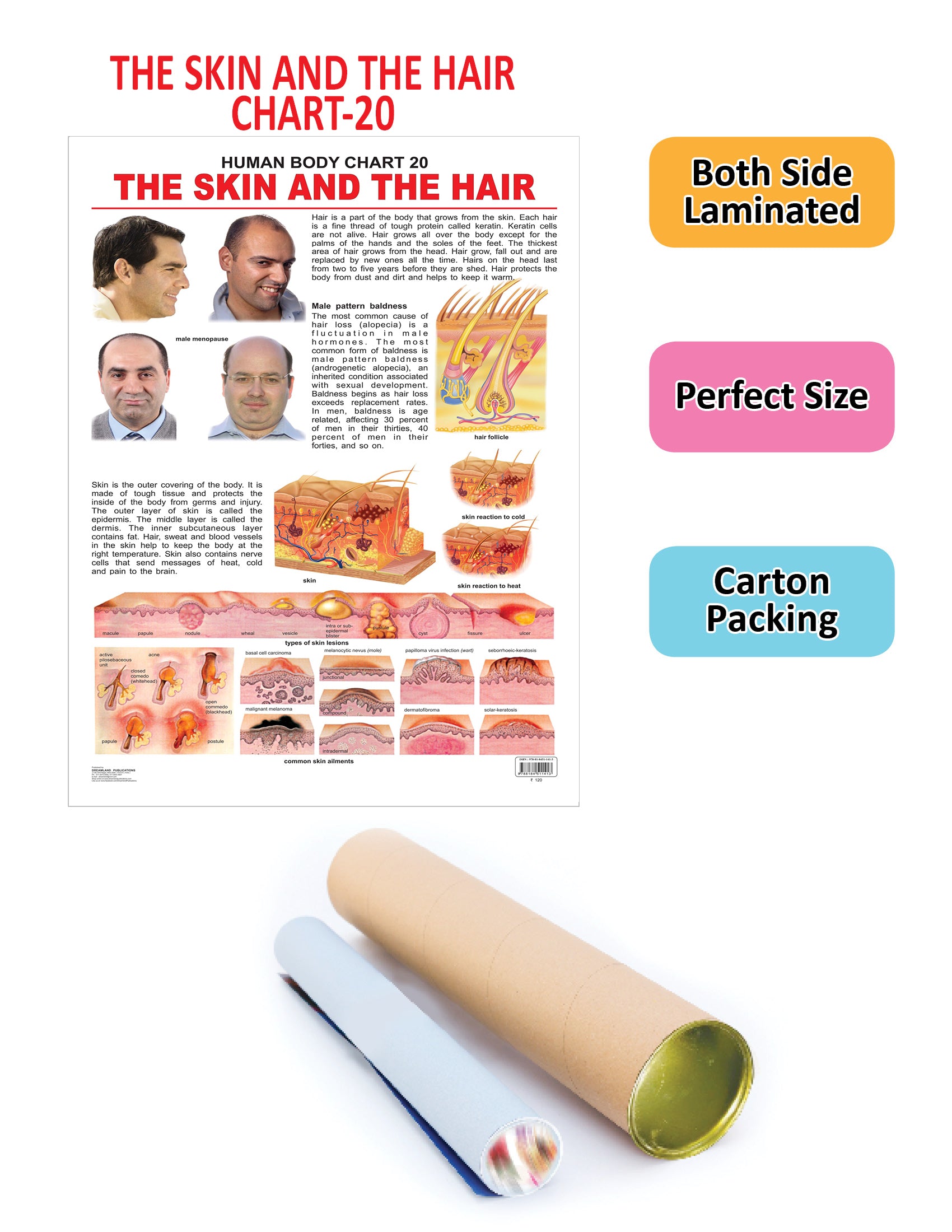 Dreamland Publications The Hair & the Skin : Children Reference Educational Laminated Chart - Distacart