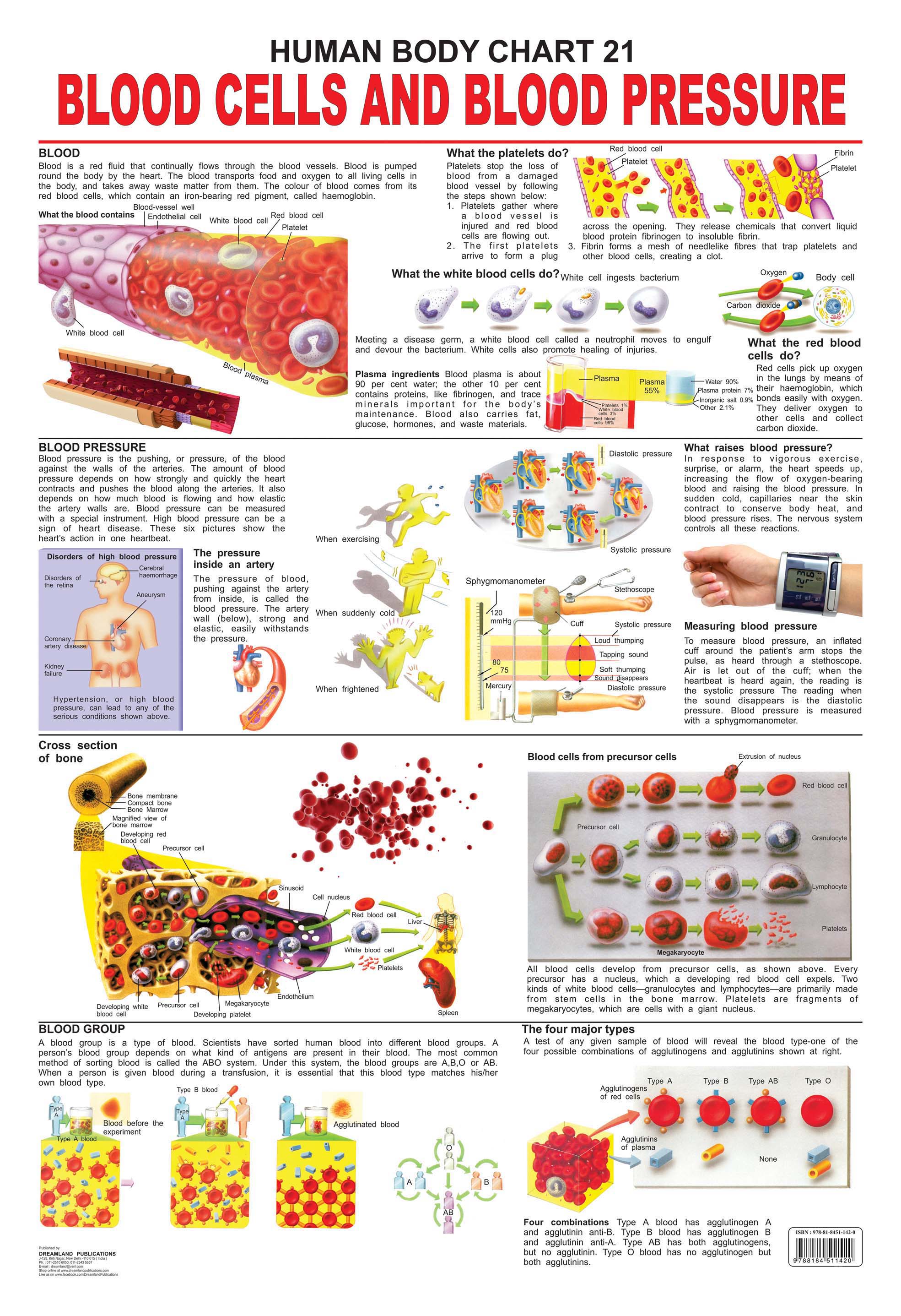 Dreamland Publications Educational Chart for Kids - The Blood Group, Cells & Pressure - Distacart